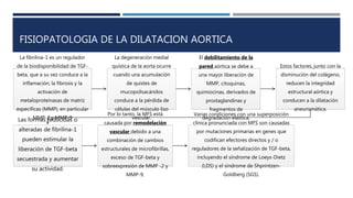 FISIOPATOLOGIA DE LA DILATACION AORTICA
La fibrilina-1 es un regulador
de la biodisponibilidad de TGF-
beta, que a su vez conduce a la
inflamación, la fibrosis y la
activación de
metaloproteinasas de matriz
específicas (MMP), en particular
MMP-2 y MMP-9
La degeneración medial
quística de la aorta ocurre
cuando una acumulación
de quistes de
mucopolisacáridos
conduce a la pérdida de
células del músculo liso
vascular.
El debilitamiento de la
pared aórtica se debe a
una mayor liberación de
MMP, citoquinas,
quimiocinas, derivados de
prostaglandinas y
fragmentos de
degradación elástica.
Estos factores, junto con la
disminución del colágeno,
reducen la integridad
estructural aórtica y
conducen a la dilatación
aneurismática.
Las formas reducidas o
alteradas de fibrilina-1
pueden estimular la
liberación de TGF-beta
secuestrada y aumentar
su actividad.
Por lo tanto, la MFS está
causada por remodelación
vascular debido a una
combinación de cambios
estructurales de microfibrillas,
exceso de TGF-beta y
sobreexpresión de MMP -2 y
MMP-9.
Varias condiciones con una superposición
clínica pronunciada con MFS son causadas
por mutaciones primarias en genes que
codifican efectores directos y / o
reguladores de la señalización de TGF-beta,
incluyendo el síndrome de Loeys-Dietz
(LDS) y el síndrome de Shprintzen-
Goldberg (SGS).
 
