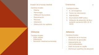 Invasión de la mucosa intestinal
Cambios locales
- Edema
- Hemorragia
- Infiltración leucocitaria
- Descamación
- Necrosis
- Ulceración
- Obstrucción de capilares
Enterotoxinas
Cambios locales
1. E. coli toxigénica
2. Factor de colonización
3. Adenilciclasa
4. Acumulación AMP cíclico
5. Inhibición de absorción de Na y
aumento secreción H20, Cl, K,
HC03
22
Cambios locales
- Daño celulas
- Inflamación
- Secreción intestinal aumentada
Citotoxinas
Cambios locales
- Identación de la mucosa
- Disolución de glucocálix
- Aplanamiento de
mecrovellosidades
- Daño de borde en cepillo
- Disminuye superficie de absorción
Adherencia
 