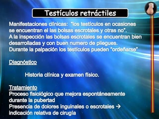  Longitud del cordón espermático