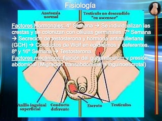  Testículo retráctil 