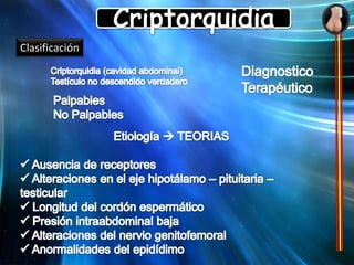 Descenso TesticularTeoría de Hutson1º  35 días la gónada esta cerca del polo inferior del riñón y desciende por la cavidad abdominal hasta situarse junto al orificio inguinal interno  = 10 Semanas2ª  25 a 35 Semanas Reinicio a través del canal inguinal hasta llegar al escroto (Sem 35)Factores Reguladores: Genéticos Gen SrY  Diferenciación gonadalHormonales: Testosterona (Cel. Leyding) Hormona antimulleriana (Sertoli) GCH materna, Lh y FSH.Estructurales: Desarrollo anatómico normal de testículo, conducto inguinal y Gubernaculumtestis (ligamento escrotal que fija polo inferior del testículo a escroto).Nerviosos. Nervio genitocrural (importante en la 2ª fase).TODO PASA PARALELAMENTE