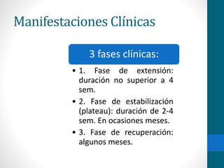 Manifestaciones Clínicas 
3 fases clínicas: 
• 1. Fase de extensión: 
duración no superior a 4 
sem. 
• 2. Fase de estabilización 
(plateau): duración de 2-4 
sem. En ocasiones meses. 
• 3. Fase de recuperación: 
algunos meses. 
 