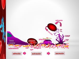 COAGULACION
* Formación del complejo activador de la protrombina (CAP)
* Conversión de protombina en trombina
* Síntesis f...