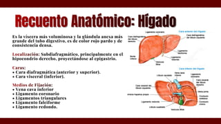 Sx Hepatoesplenomegálico _20260323_110228_0000.pdf