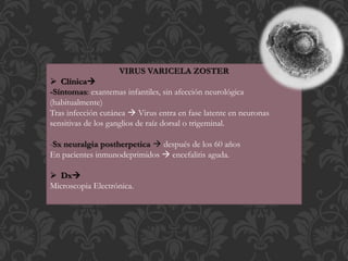 VIRUS VARICELA ZOSTER
 Clínica
-Síntomas: exantemas infantiles, sin afección neurológica
(habitualmente)
Tras infección cutánea  Virus entra en fase latente en neuronas
sensitivas de los ganglios de raíz dorsal o trigeminal.
-Sx neuralgia postherpetica  después de los 60 años
En pacientes inmunodeprimidos  encefalitis aguda.
 Dx
Microscopia Electrónica.
 