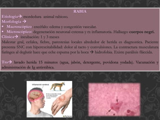 RABIA
Etiología mordedura animal rabioso.
Morfología 
 Macroscópico: encéfalo: edema y congestión vascular.
 Microscópico: degeneración neuronal extensa y rx inflamatoria. Hallazgo cuerpos negri.
Clínica incubación: 1 y 3 meses
Malestar gral, cefalea, fiebre, parestesias locales alrededor de herida es diagnostica. Paciente
presenta SNC con hiperexcitabilidad: dolor al tacto y convulsiones. La contractura musculatura
faríngea al deglutir hace que eche espuma por la boca  hidrofobia. Existe parálisis fláccida.
Tto lavado herida 15 minutos (agua, jabón, detergente, povidona yodada). Vacunación y
administración de Ig antirrábica.
 