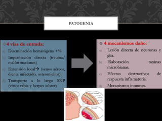 4 vías de entrada:
a) Diseminación hematógena +%
b) Implantación directa (trauma/
malformaciones)
c) Extensión local (senos aéreos,
diente infectado, osteomielitis).
d) Transporte a lo largo SNP
(virus: rabia y herpes zóster)
PATOGENIA
 4 mecanismos daño:
a) Lesión directa de neuronas y
glía.
b) Elaboración toxinas
microbianas.
c) Efectos destructivos de
respuesta inflamatoria.
d) Mecanismos inmunes.
 