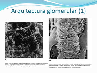 Arquitectura glomerular (1)
 