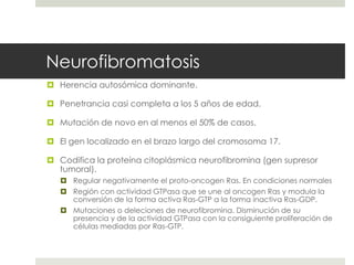 Neurofibromatosis
 Herencia autosómica dominante.
 Penetrancia casi completa a los 5 años de edad.
 Mutación de novo en al menos el 50% de casos.
 El gen localizado en el brazo largo del cromosoma 17.
 Codifica la proteína citoplásmica neurofibromina (gen supresor
tumoral).
 Regular negativamente el proto-oncogen Ras. En condiciones normales
 Región con actividad GTPasa que se une al oncogen Ras y modula la
conversión de la forma activa Ras-GTP a la forma inactiva Ras-GDP.
 Mutaciones o deleciones de neurofibromina. Disminución de su
presencia y de la actividad GTPasa con la consiguiente proliferación de
células mediadas por Ras-GTP.
 