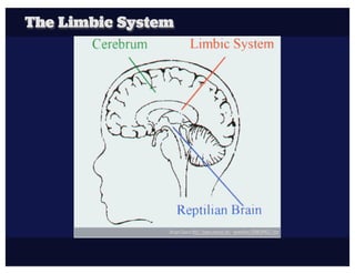 The Limbic System




                Images Source http://home.comcast.net/~momtoﬁve/SIDWEBPAGE2.htm
 