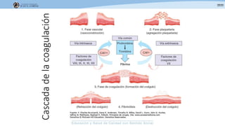 Cascadadelacoagulación
 