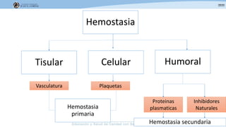 Hemostasia
HumoralCelularTisular
Vasculatura
Proteinas
plasmaticas
Plaquetas
Inhibidores
NaturalesHemostasia
primaria
Hemostasia secundaria
 