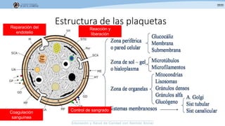 Estructura de las plaquetasReparación del
endotelio
Coagulación
sanguínea
Reacción y
liberación
Control de sangrado
 