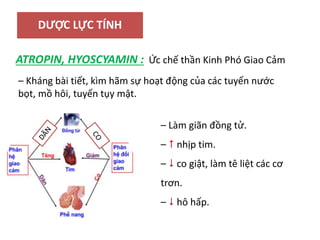 DƯỢC LỰC TÍNH
ATROPIN, HYOSCYAMIN : Ức chế thần Kinh Phó Giao Cảm
– Kháng bài tiết, kìm hãm sự hoạt động của các tuyến nước
bọt, mồ hôi, tuyến tụy mật.
– Làm giãn đồng tử.
–  nhịp tim.
–  co giật, làm tê liệt các cơ
trơn.
–  hô hấp.
 