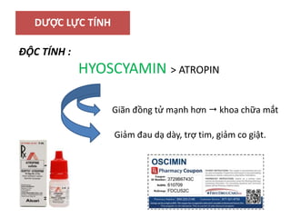DƯỢC LỰC TÍNH
ĐỘC TÍNH :
HYOSCYAMIN > ATROPIN
Giãn đồng tử mạnh hơn  khoa chữa mắt
Giảm đau dạ dày, trợ tim, giảm co giật.
 