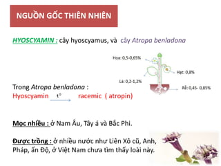 NGUỒN GỐC THIÊN NHIÊN
HYOSCYAMIN : cây hyoscyamus, và cây Atropa benladona
Trong Atropa benladona :
Hyoscyamin racemic ( atropin)
Mọc nhiều : ở Nam Âu, Tây á và Bắc Phi.
Được trồng : ở nhiều nước như Liên Xô cũ, Anh,
Pháp, ấn Độ, ở Việt Nam chưa tìm thấy loài này.
 