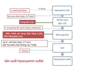 Sản xuất hyoscyamin sulfat
Hyoscyamin thô
DD làm lạnh
Đến -50C
DD trung tính
Cặn
Hyoscyamin sulfat
+ methanol khan
lọc qua than hoạt, ở t0 lạnh
+ trung hòa dd lạnh H2SO4/ methanol
Điều chỉnh pH dung dịch bằng H2SO4
(thử bằng giấy quỳ).
Dung dịch này
xử lý : với than hoạt, ở t0 lạnh
bốc hơi dưới chân không, tại t0 thấp
+ Aceton
 