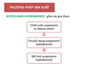 PHƯƠNG PHÁP SẢN XUẤT
SCOPOLAMIN HYDROBROMID : gồm các giai đoạn
Chiết xuất scopolamin
từ Datura metel
Chuyển dạng scopolamin
hydrobromid
Kết tinh scopolamin
hydrobromid
 