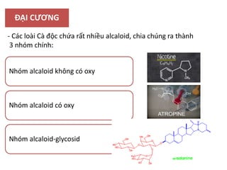 ĐẠI CƯƠNG
- Các loài Cà độc chứa rất nhiều alcaloid, chia chúng ra thành
3 nhóm chính:
Nhóm alcaloid không có oxy
Nhóm alcaloid có oxy
Nhóm alcaloid-glycosid
 