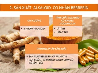 2. SẢN XUẤT ALKALOID CÓ NHÂN BERBERIN
ĐẠI CƯƠNG
• 3 NHÓM ALCALOID
TÍNH CHẤT ALCALOID
CÓ KHUNG
ISOQUINOLIN
• LÝ TÍNH
• HÓA TÍNH
PHƯƠNG PHÁP SẢN XUẤT
• SẢN XUẤT BERBERIN VÀ PALMATIN
• SẢN XUẤT L- TETRAHYDROPALMATIN TỪ
CỦ BÌNH VÔI
 