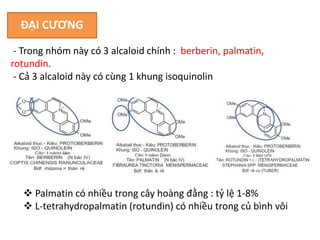 ĐẠI CƯƠNG
- Trong nhóm này có 3 alcaloid chính : berberin, palmatin,
rotundin.
- Cả 3 alcaloid này có cùng 1 khung isoquinolin
 Palmatin có nhiều trong cây hoàng đằng : tỷ lệ 1-8%
 L-tetrahydropalmatin (rotundin) có nhiều trong củ bình vôi
 