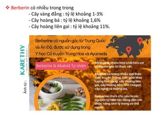  Berberin có nhiều trong trong
- Cây vàng đắng : tỷ lệ khoảng 1-3%
- Cây hoàng bá : tỷ lệ khoảng 1,6%
- Cây hoàng liên gai : tỷ lệ khoảng 11%.
Ảnh
từ
:
 