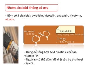Nhóm alcaloid không có oxy
- Gồm có 5 alcaloid : pyrolidin, nicotelin, anabazin, nicotyrin,
nicotin.
- Dùng để tổng hợp acid nicotinic chế tạo
vitamin PP.
- Ngoài ra có thể dùng để diệt sâu bọ phá hoại
cây cối.
 
