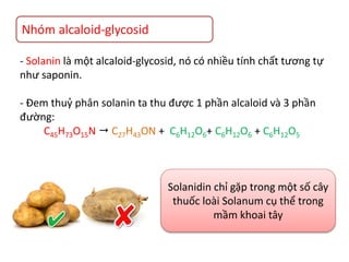 Nhóm alcaloid-glycosid
- Solanin là một alcaloid-glycosid, nó có nhiều tính chất tương tự
như saponin.
- Đem thuỷ phân solanin ta thu được 1 phần alcaloid và 3 phần
đường:
C45H73O15N  C27H43ON + C6H12O6+ C6H12O6 + C6H12O5
Solanidin chỉ gặp trong một số cây
thuốc loài Solanum cụ thể trong
mầm khoai tây
 