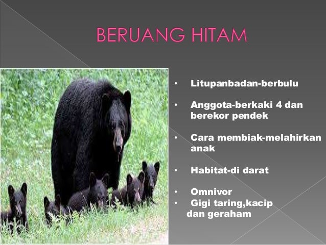 Dst tahun 3 haiwan
