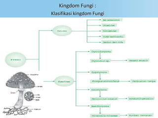 Kingdom Fungi :
Klasifikasi kingdom Fungi
 