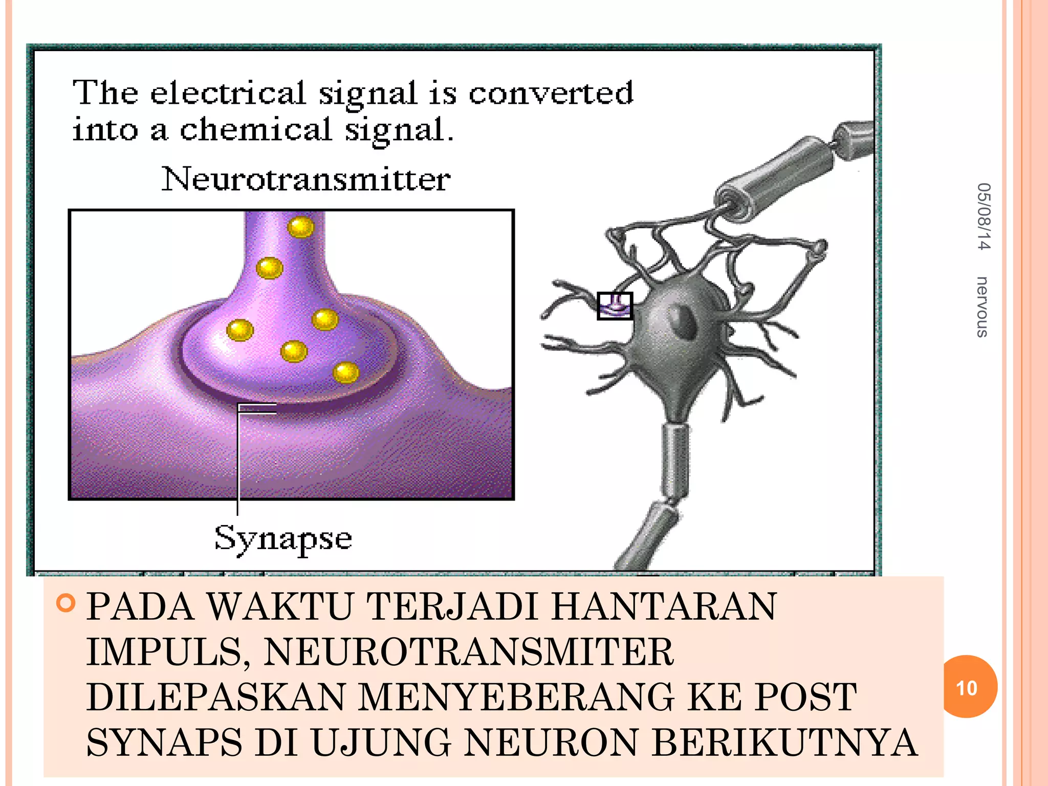 05/08/14
10
nervous
 PADA WAKTU TERJADI HANTARAN
IMPULS, NEUROTRANSMITER
DILEPASKAN MENYEBERANG KE POST
SYNAPS DI UJUNG NEURON BERIKUTNYA
 