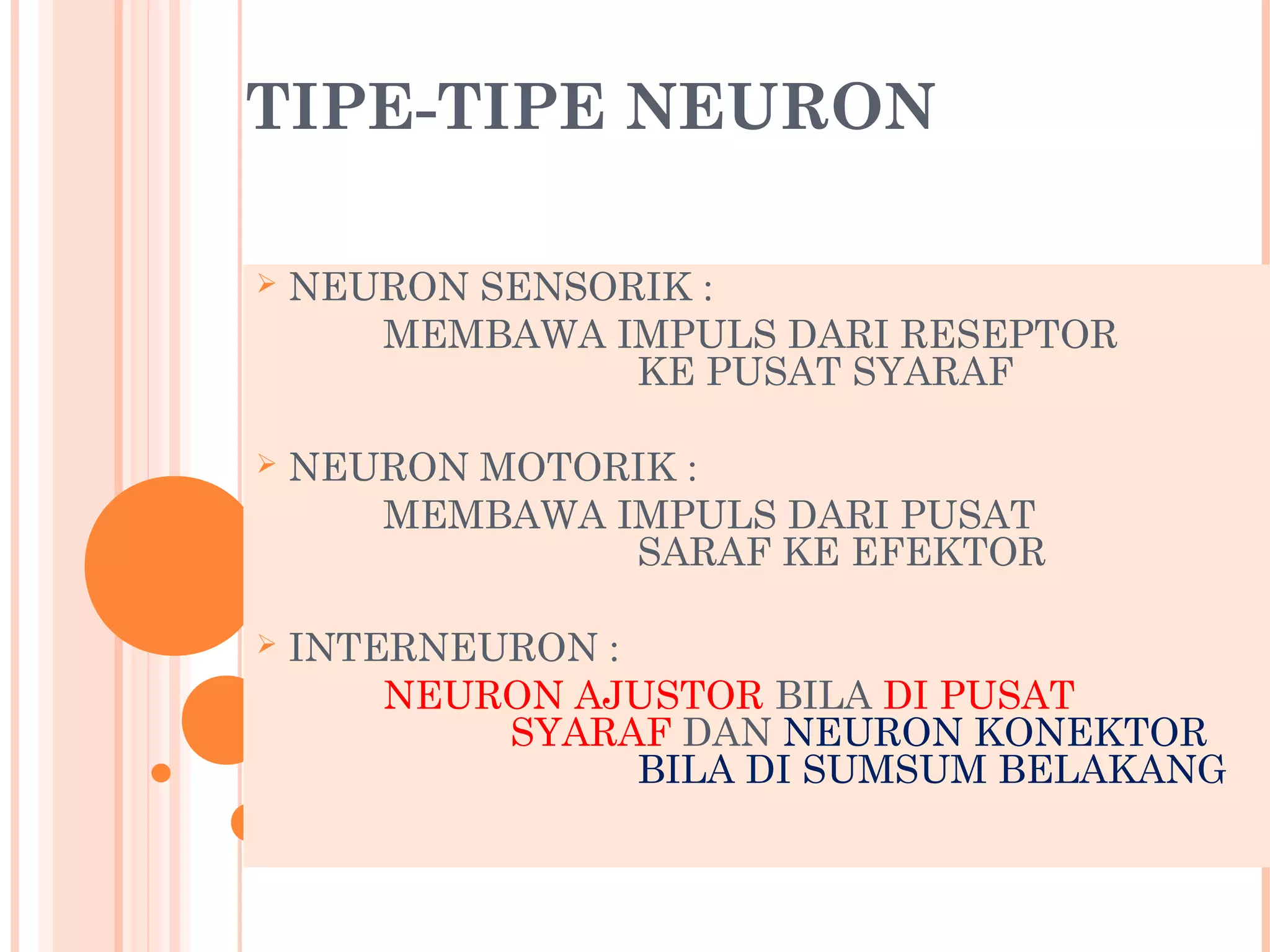 TIPE-TIPE NEURON
 NEURON SENSORIK :
MEMBAWA IMPULS DARI RESEPTOR
KE PUSAT SYARAF
 NEURON MOTORIK :
MEMBAWA IMPULS DARI PUSAT
SARAF KE EFEKTOR
 INTERNEURON :
NEURON AJUSTOR BILA DI PUSAT
SYARAF DAN NEURON KONEKTOR
BILA DI SUMSUM BELAKANG
 
