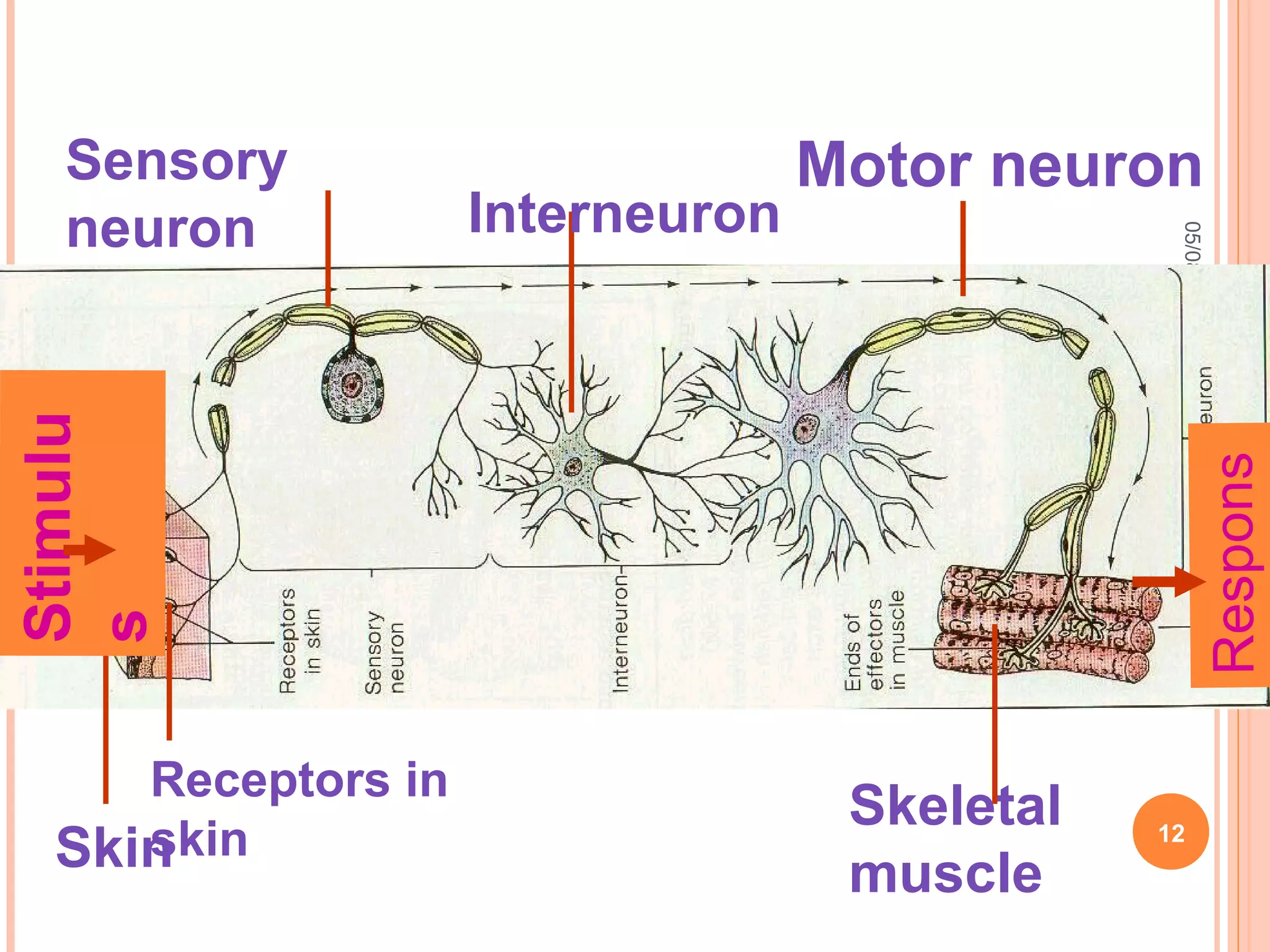 05/08/14
12
nervous
Stimulu
s
Receptors in
skin
Sensory
neuron Interneuron
Motor neuron
Skeletal
muscleSkin
Respons
 