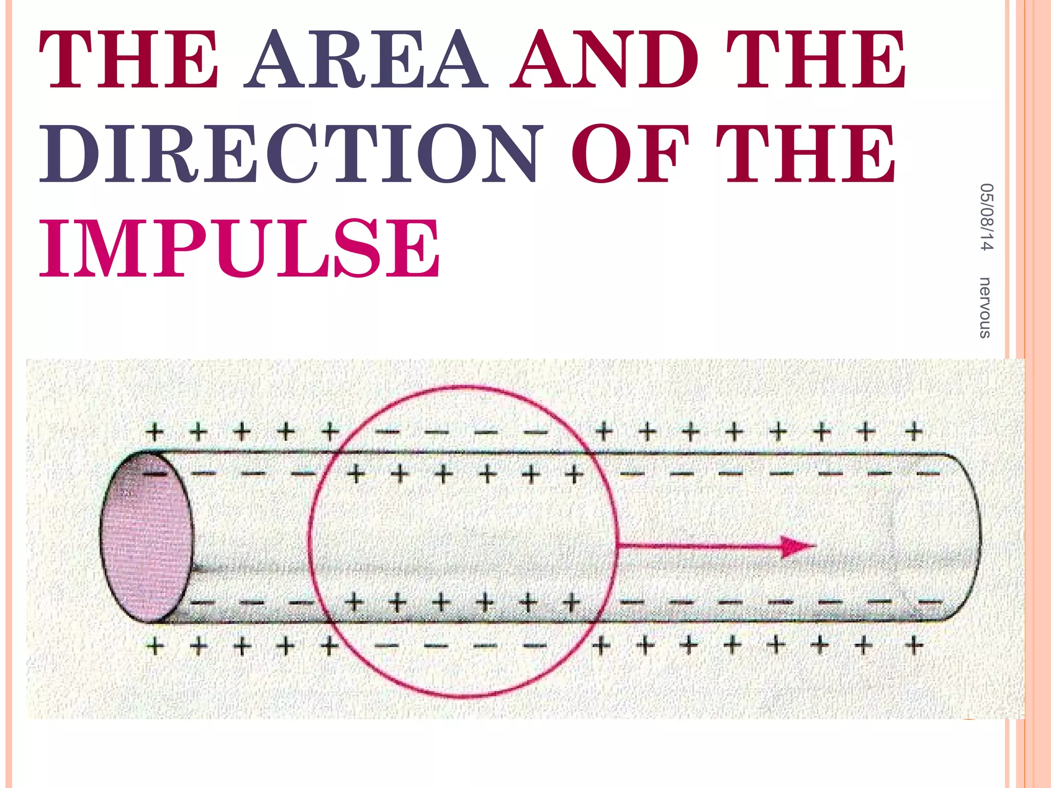 THE AREA AND THE
DIRECTION OF THE
IMPULSE
05/08/14
13
nervous
 