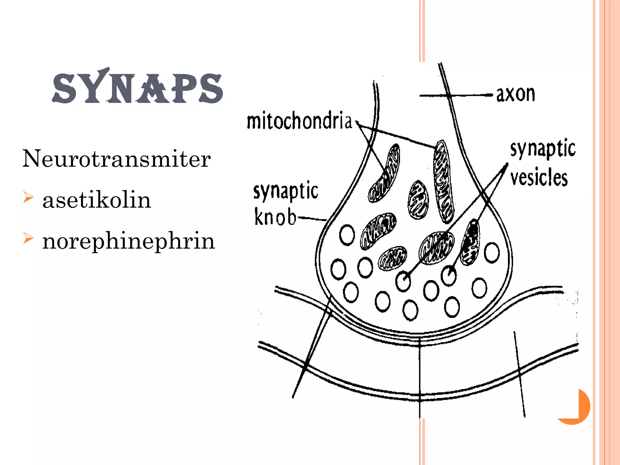 SYNAPS
Neurotransmiter
 asetikolin
 norephinephrin
 