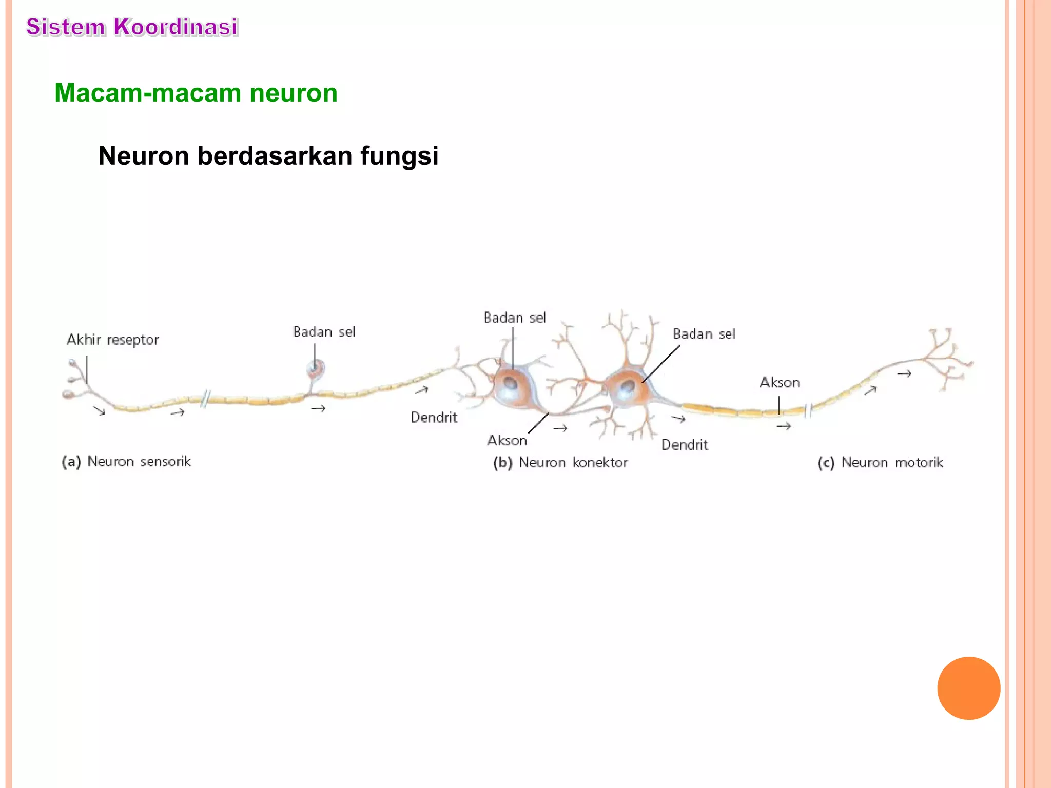 Macam-macam neuron
Neuron berdasarkan fungsi
 