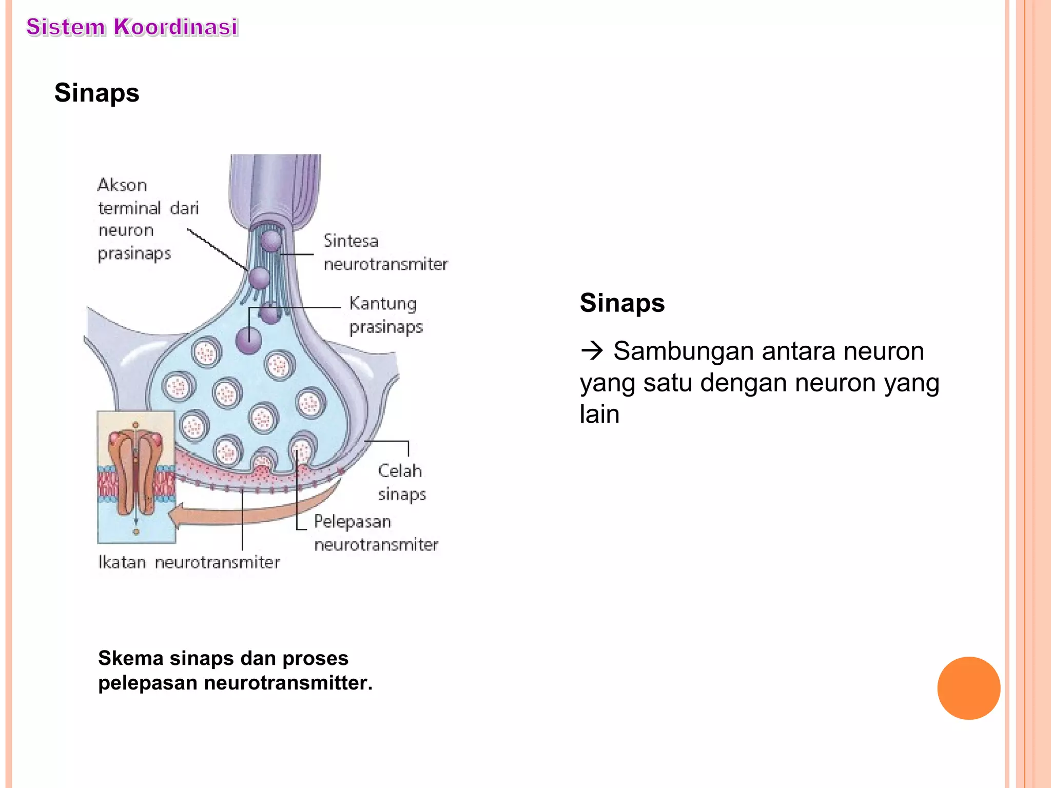 Sinaps
Skema sinaps dan proses
pelepasan neurotransmitter.
Sinaps
 Sambungan antara neuron
yang satu dengan neuron yang
lain
 