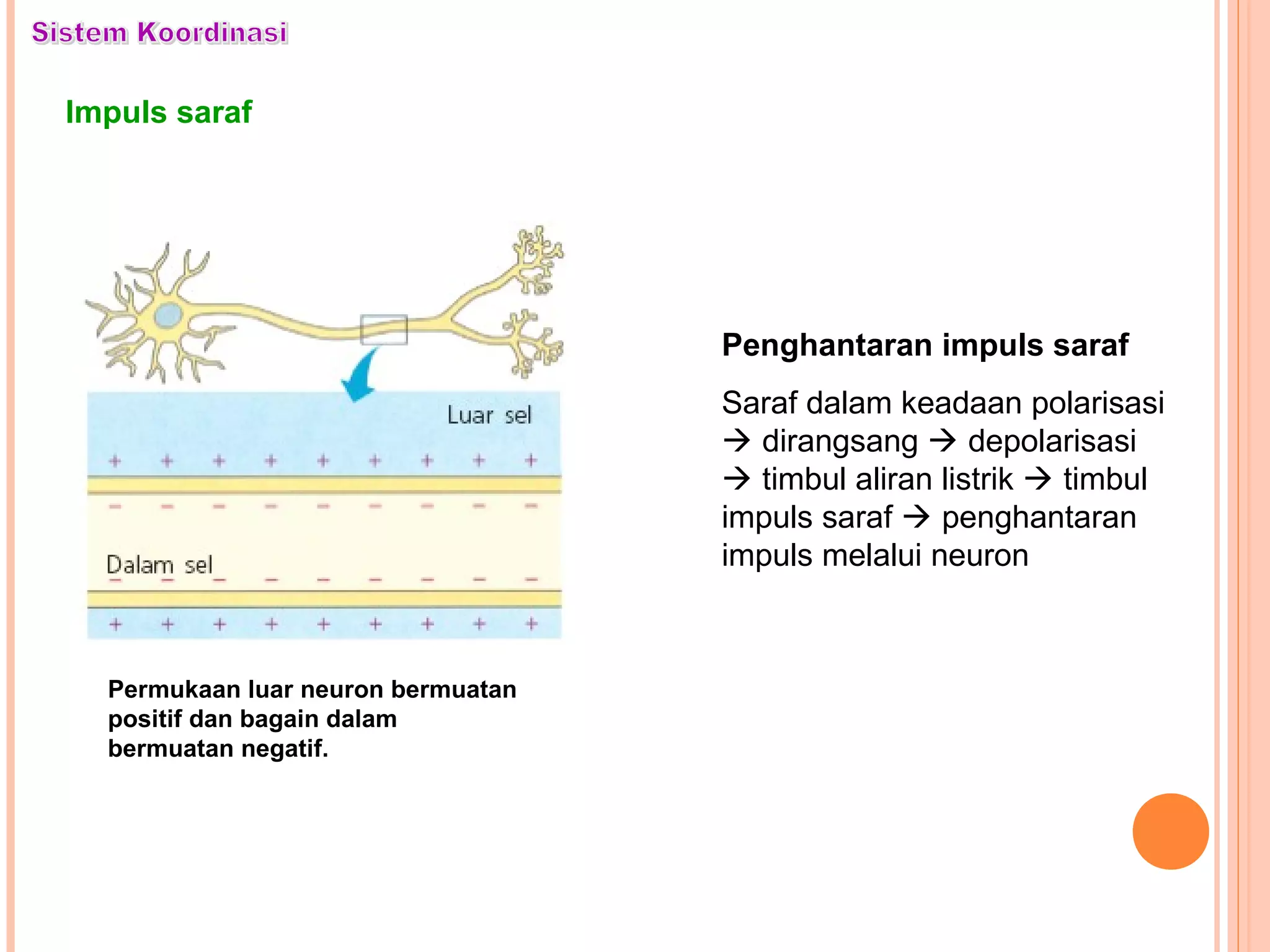 Impuls saraf
Permukaan luar neuron bermuatan
positif dan bagain dalam
bermuatan negatif.
Penghantaran impuls saraf
Saraf dalam keadaan polarisasi
 dirangsang  depolarisasi
 timbul aliran listrik  timbul
impuls saraf  penghantaran
impuls melalui neuron
 