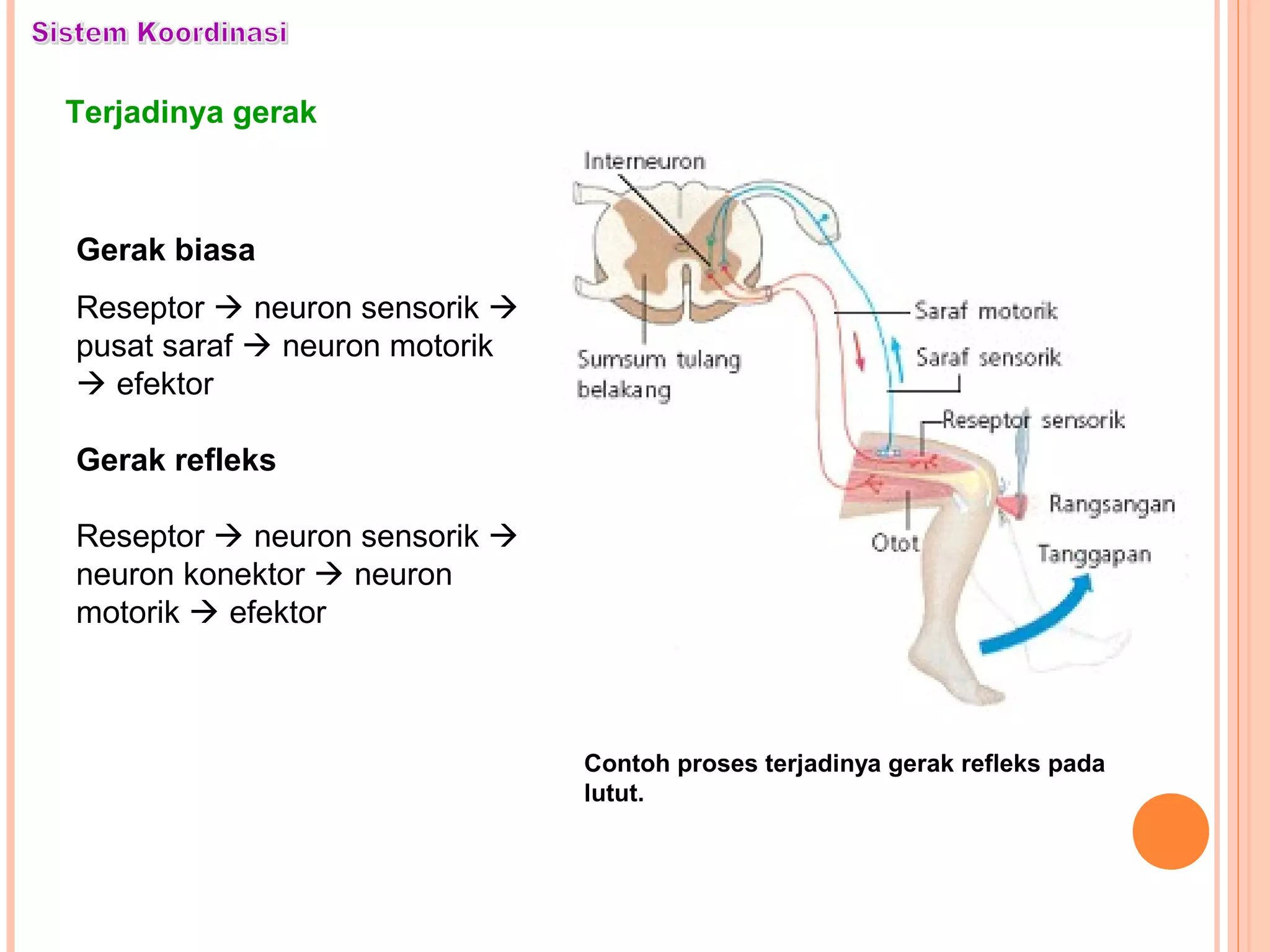 Terjadinya gerak
Contoh proses terjadinya gerak refleks pada
lutut.
Gerak biasa
Reseptor  neuron sensorik 
pusat saraf  neuron motorik
 efektor
Gerak refleks
Reseptor  neuron sensorik 
neuron konektor  neuron
motorik  efektor
 