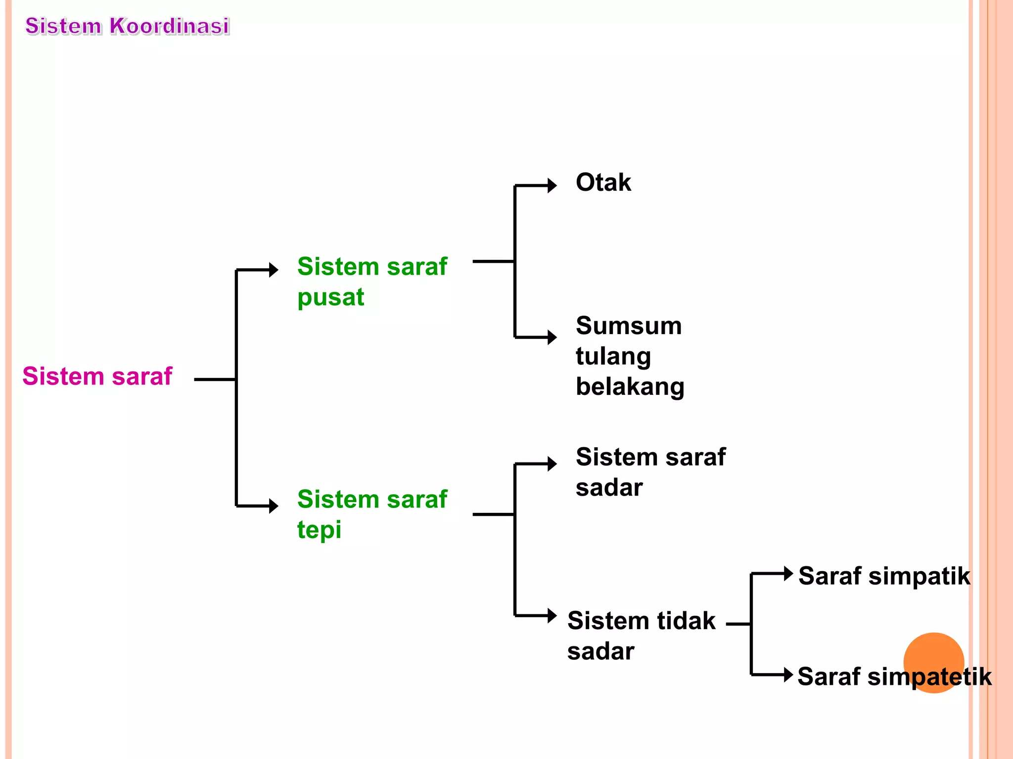 Sistem saraf
Sistem saraf
pusat
Sistem saraf
tepi
Otak
Sumsum
tulang
belakang
Sistem saraf
sadar
Sistem tidak
sadar
Saraf simpatik
Saraf simpatetik
 