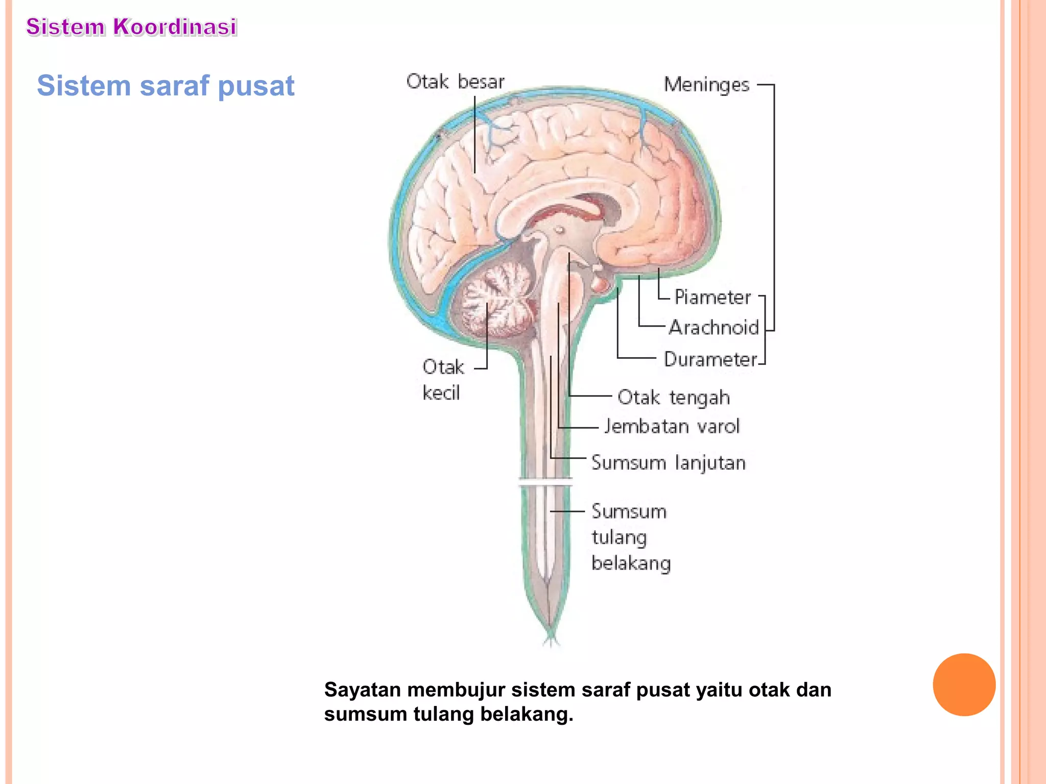 Sistem saraf pusat
Sayatan membujur sistem saraf pusat yaitu otak dan
sumsum tulang belakang.
 