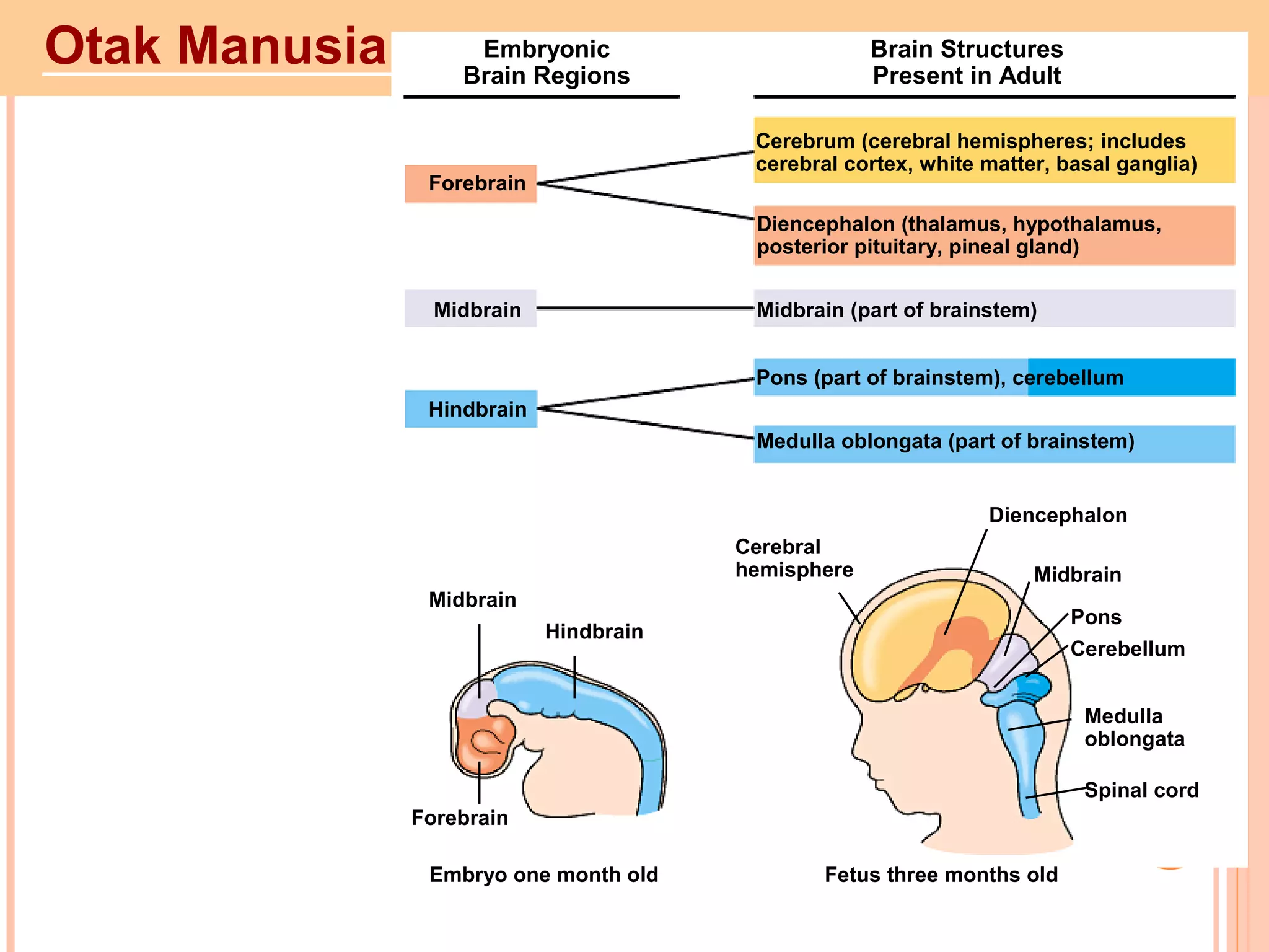 Otak Manusia Embryonic
Brain Regions
Brain Structures
Present in Adult
Forebrain
Cerebrum (cerebral hemispheres; includes
cerebral cortex, white matter, basal ganglia)
Diencephalon (thalamus, hypothalamus,
posterior pituitary, pineal gland)
Midbrain (part of brainstem)Midbrain
Hindbrain
Pons (part of brainstem), cerebellum
Medulla oblongata (part of brainstem)
Midbrain
Hindbrain
Forebrain
Cerebral
hemisphere
Diencephalon
Midbrain
Pons
Cerebellum
Medulla
oblongata
Spinal cord
Embryo one month old Fetus three months old
 