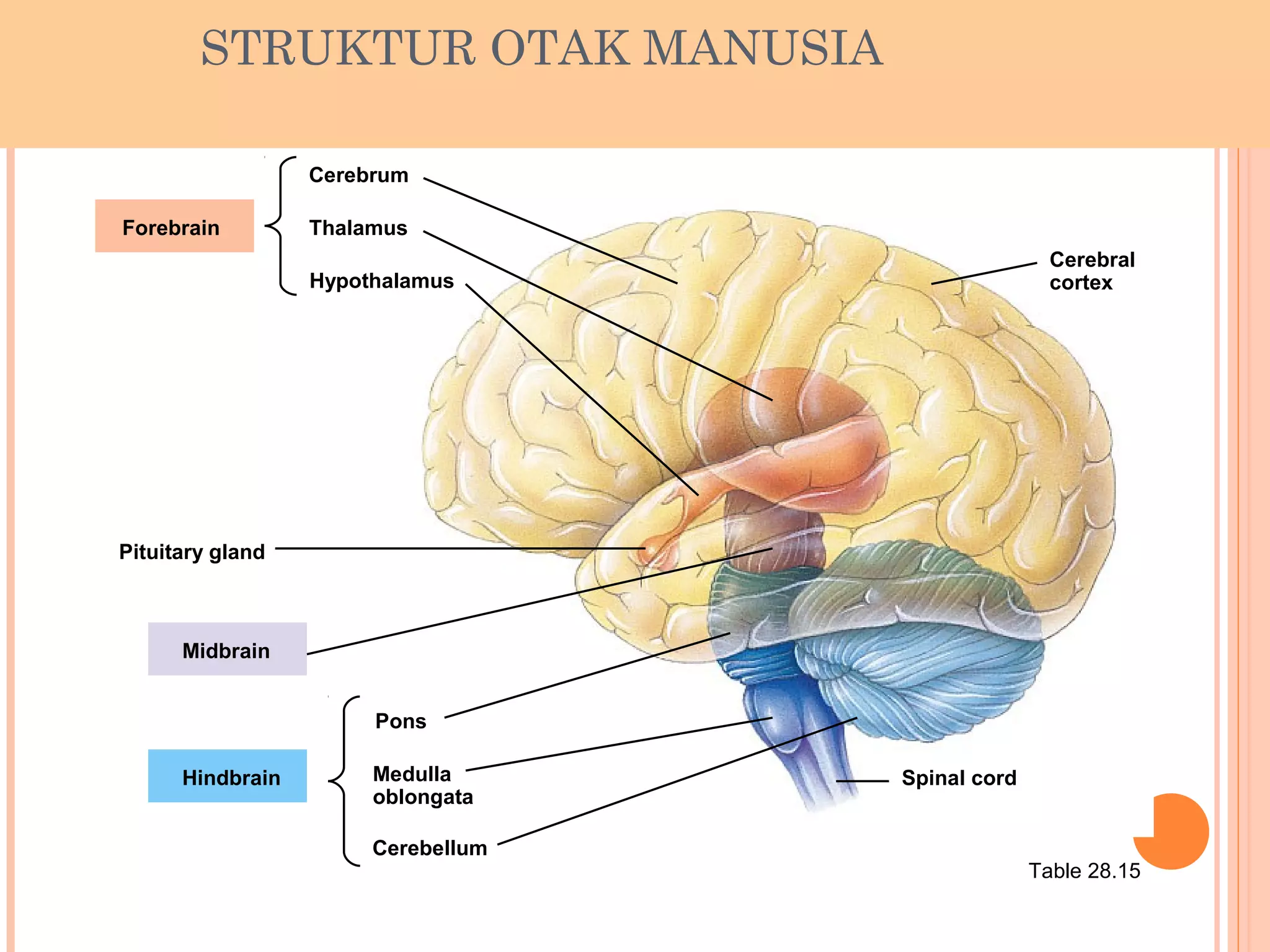 STRUKTUR OTAK MANUSIA
Table 28.15
Forebrain
Cerebrum
Thalamus
Hypothalamus
Pituitary gland
Midbrain
Hindbrain
Pons
Medulla
oblongata
Cerebellum
Spinal cord
Cerebral
cortex
 