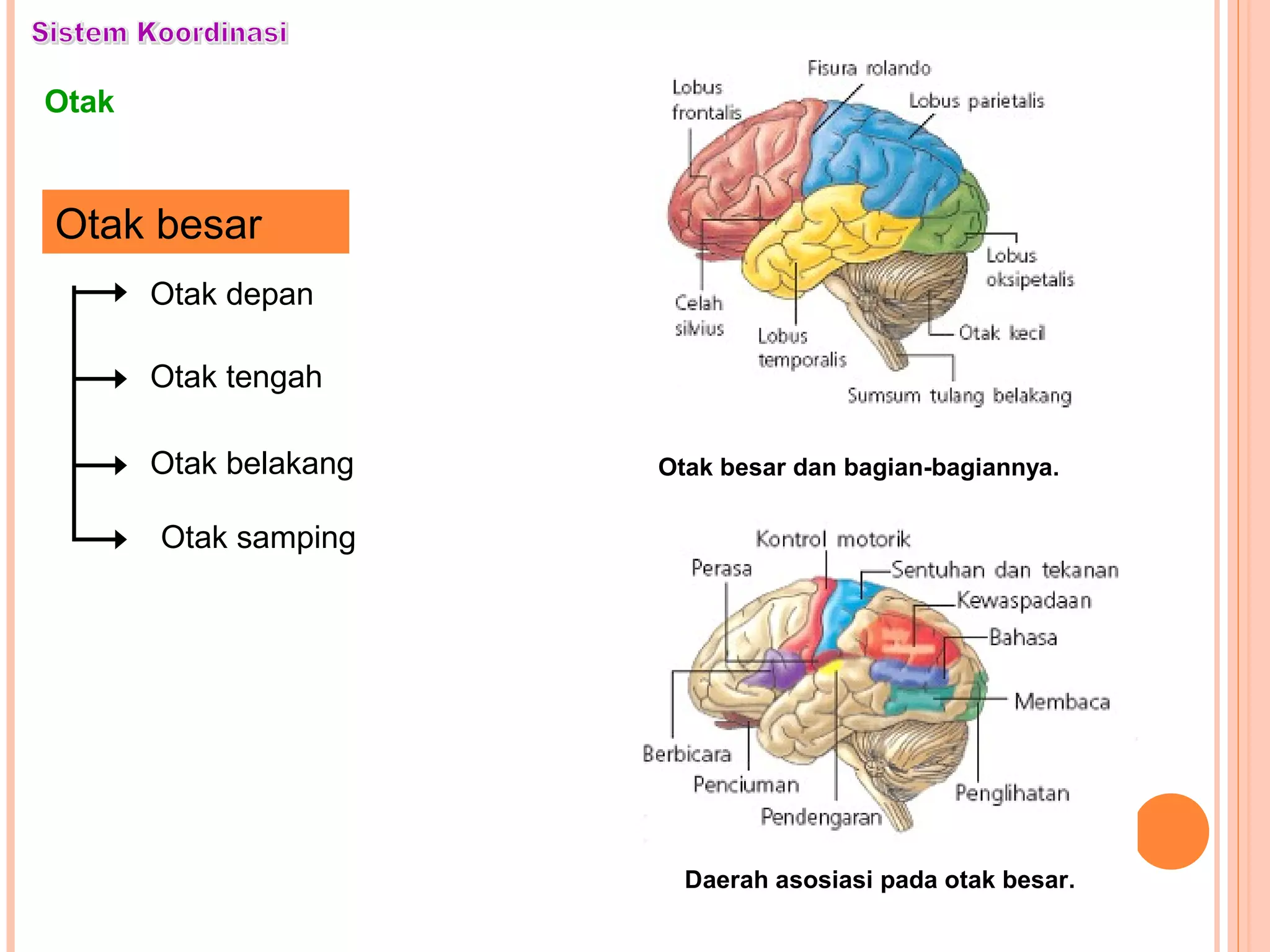 Otak
Otak besar dan bagian-bagiannya.
Otak besar
Otak belakang
Otak tengah
Otak depan
Daerah asosiasi pada otak besar.
Otak samping
 