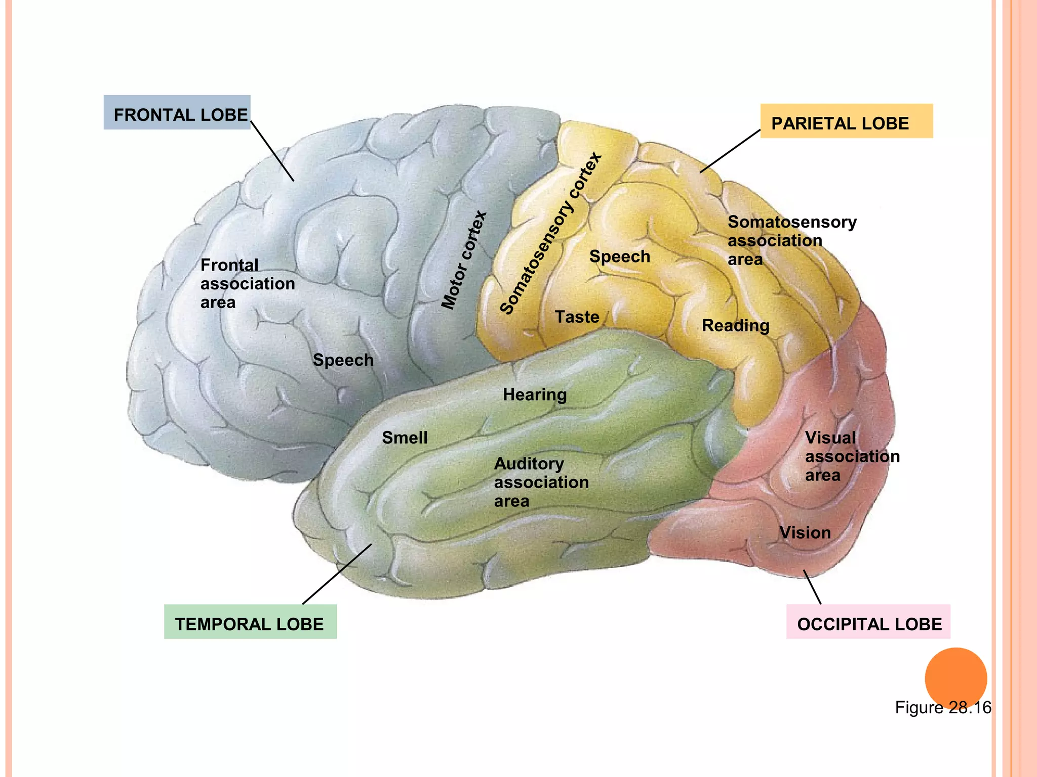 Figure 28.16
PARIETAL LOBE
OCCIPITAL LOBETEMPORAL LOBE
Frontal
association
area
Speech
Motorcortex
Somatosensorycortex
Speech
Taste
Smell
Hearing
Auditory
association
area
Somatosensory
association
area
Reading
Visual
association
area
Vision
FRONTAL LOBE
 