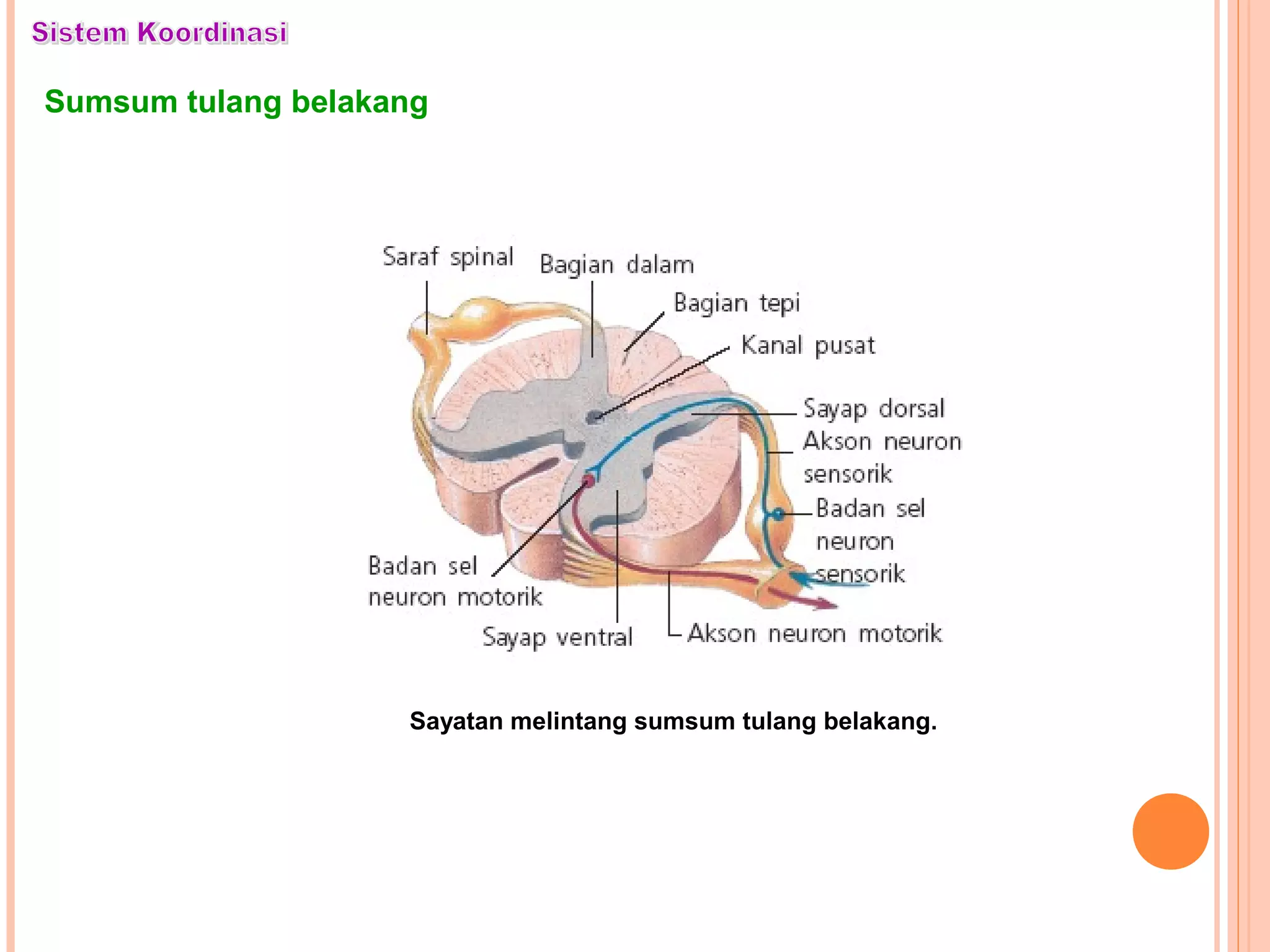 Sumsum tulang belakang
Sayatan melintang sumsum tulang belakang.
 