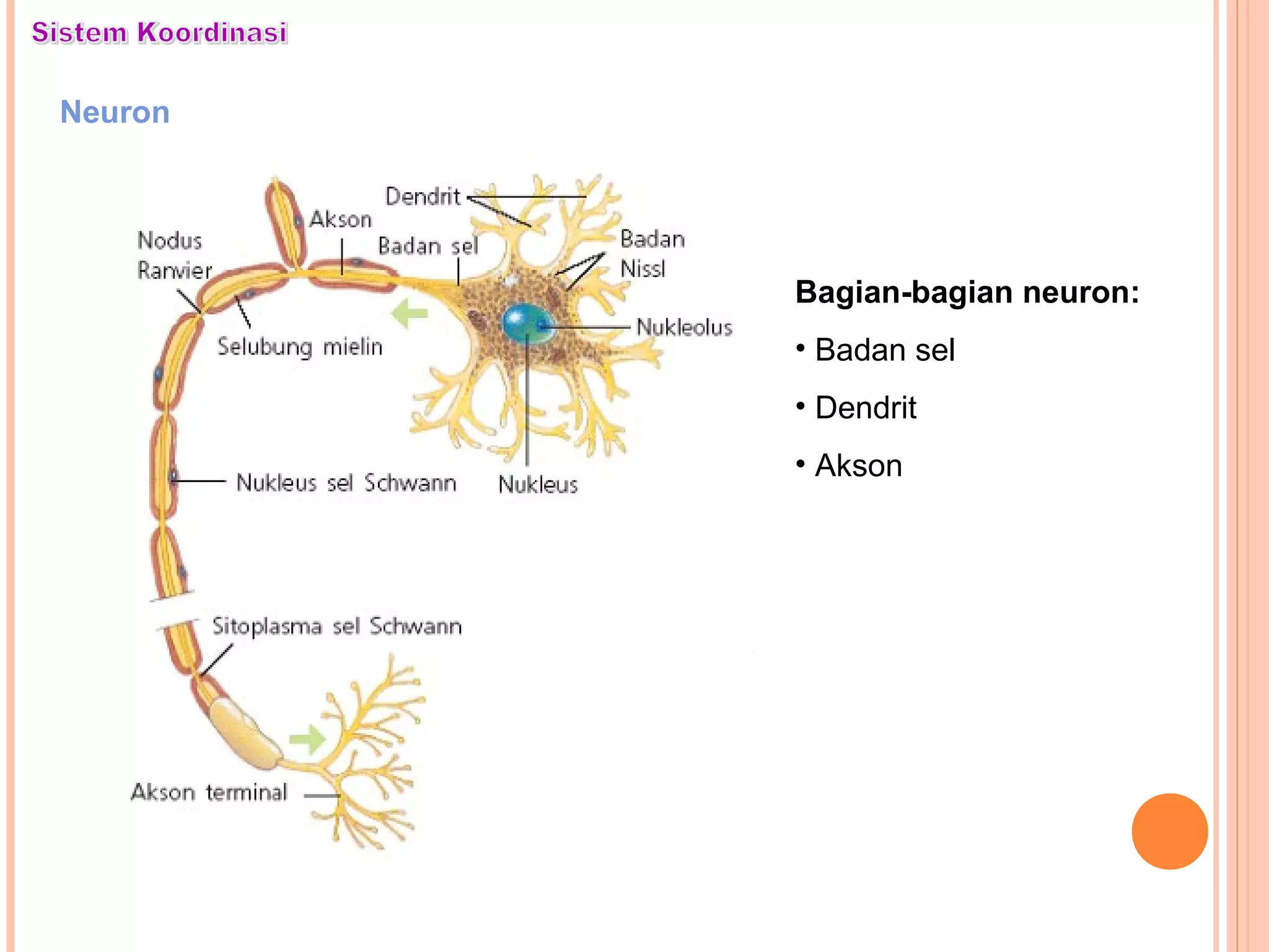 Neuron
Bagian-bagian neuron:
• Badan sel
• Dendrit
• Akson
 