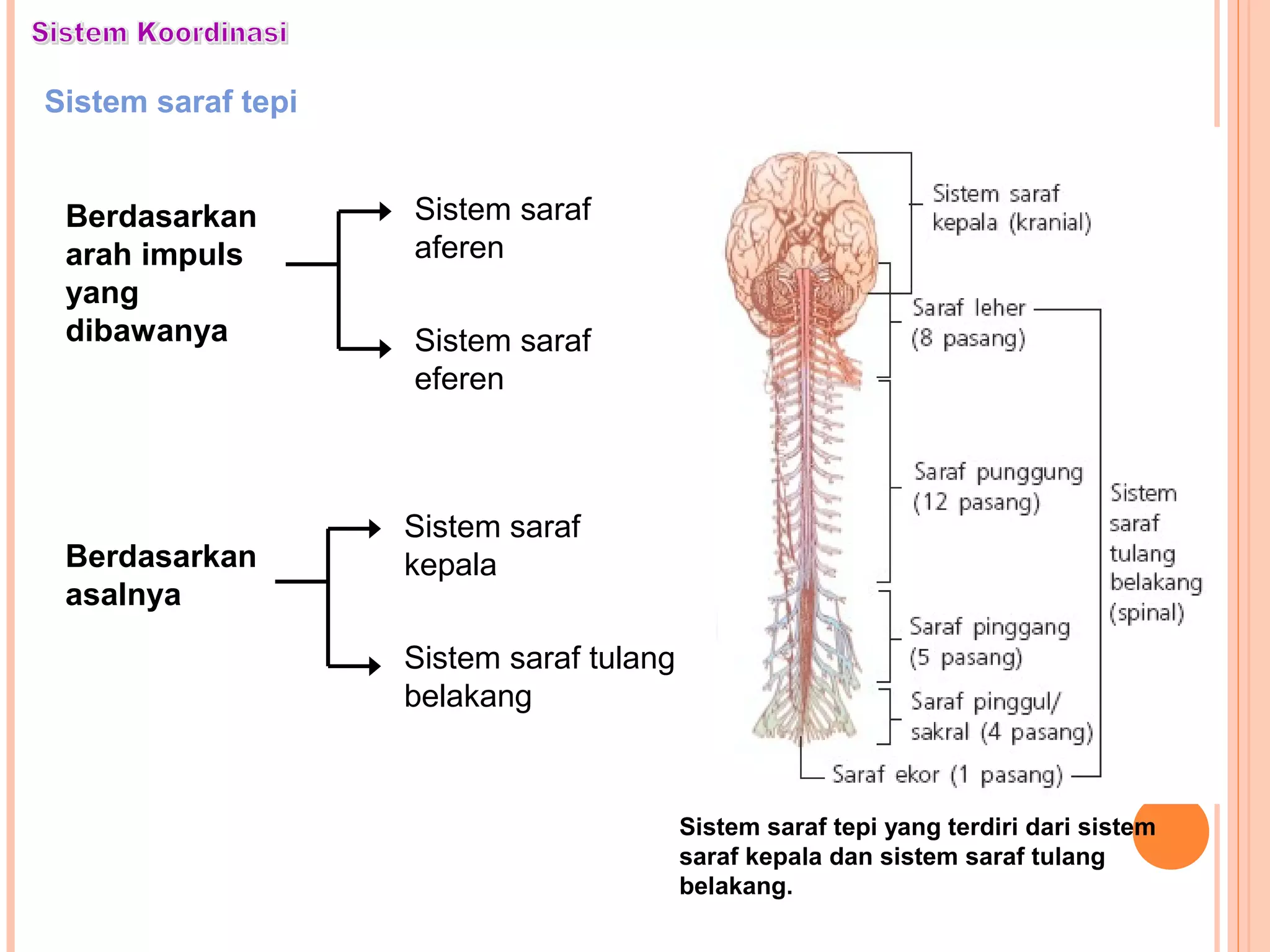 Sistem saraf tepi
Berdasarkan
arah impuls
yang
dibawanya
Sistem saraf
aferen
Sistem saraf
eferen
Berdasarkan
asalnya
Sistem saraf
kepala
Sistem saraf tulang
belakang
Sistem saraf tepi yang terdiri dari sistem
saraf kepala dan sistem saraf tulang
belakang.
 
