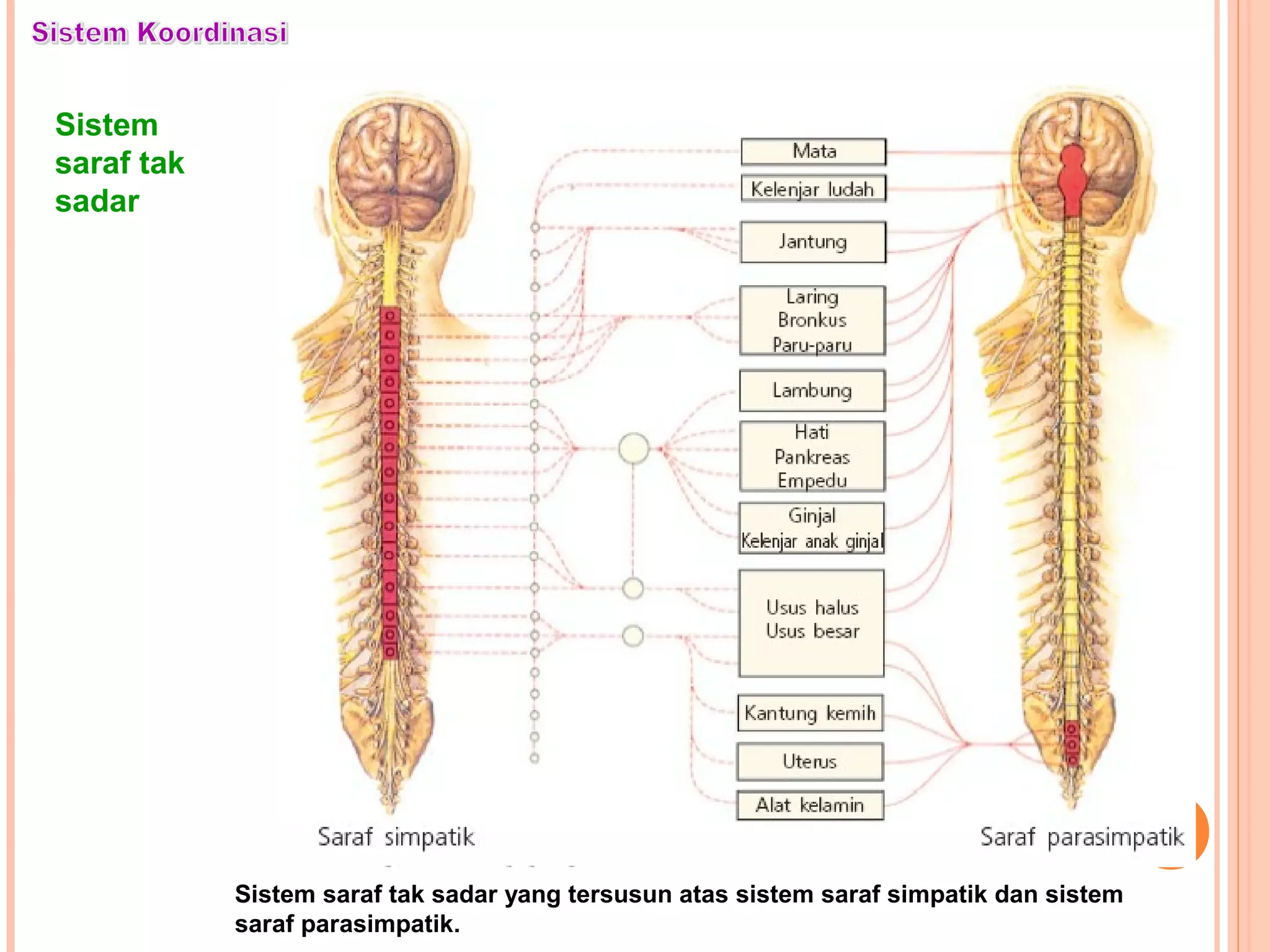 Sistem
saraf tak
sadar
Sistem saraf tak sadar yang tersusun atas sistem saraf simpatik dan sistem
saraf parasimpatik.
 