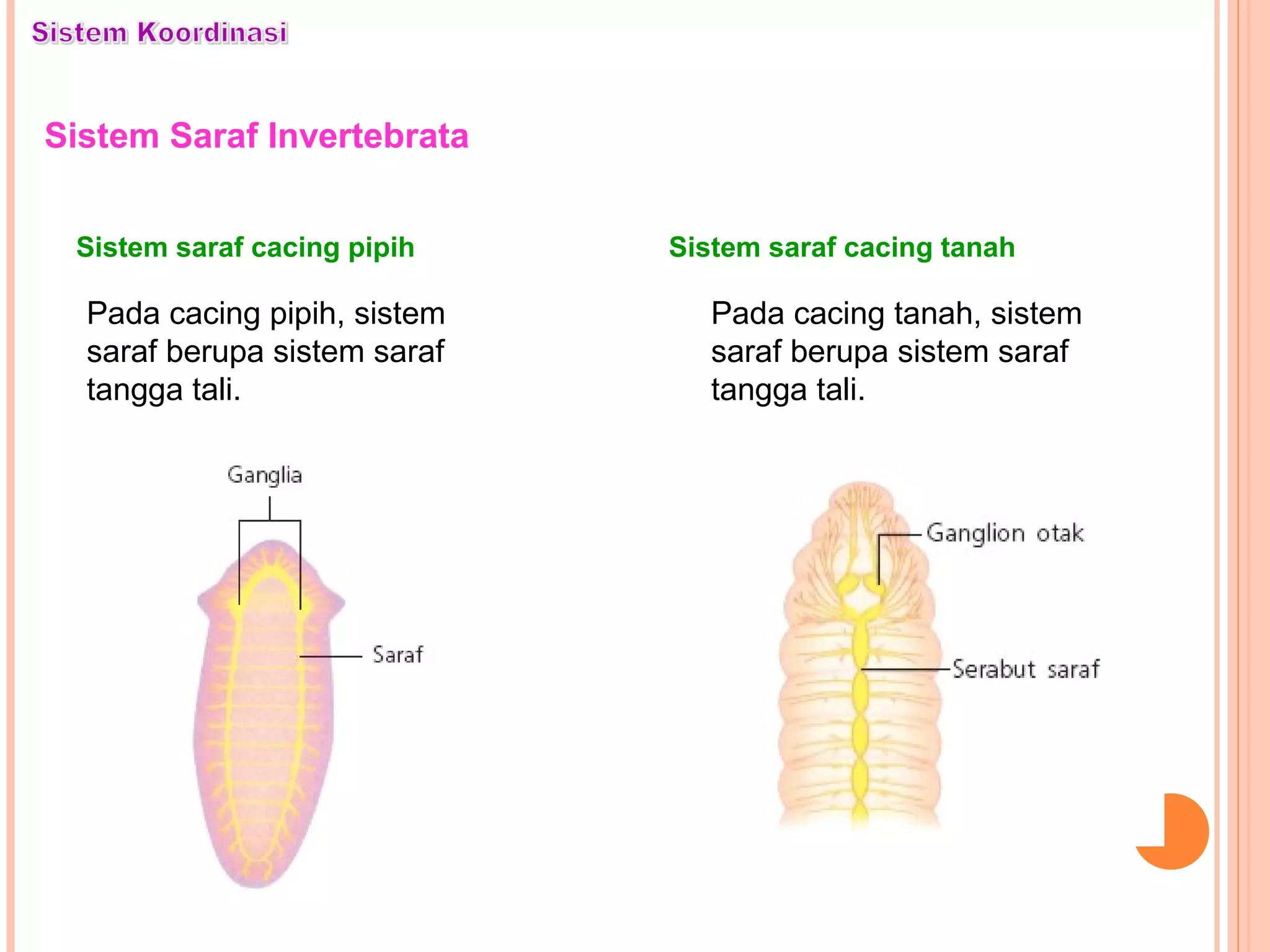 Sistem Saraf Invertebrata
Pada cacing pipih, sistem
saraf berupa sistem saraf
tangga tali.
Sistem saraf cacing pipih
Pada cacing tanah, sistem
saraf berupa sistem saraf
tangga tali.
Sistem saraf cacing tanah
 